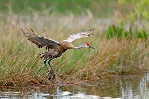 Motions Prints: sandhill crane (Grus canadensis), flying over a water ditch, side view, USA, Florida