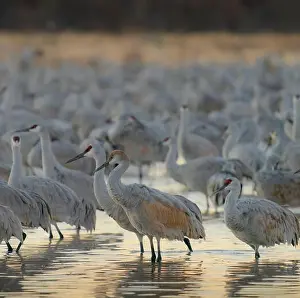 Roost Prints: Sandhill crane roosting pond at sunrise, Bernardo Wildlife Area, New Mexico