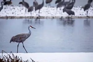 Antigone Canadensis Prints: The sandhill crane(Antigone canadensis) in the snow
