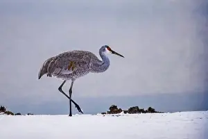 Migratory Bird Prints: The sandhill crane(Antigone canadensis) in the snow