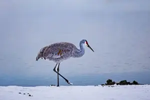 Migratory Bird Prints: The sandhill crane(Antigone canadensis) in the snow
