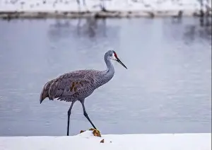 Migratory Bird Prints: The sandhill crane(Antigone canadensis) in the snow