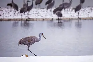 Migratory Bird Prints: The sandhill crane(Antigone canadensis) in the snow