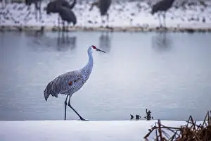 Migratory Bird Prints: The sandhill crane(Antigone canadensis) in the snow