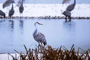 Migratory Bird Prints: The sandhill crane(Antigone canadensis) in the snow