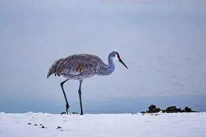Migratory Bird Prints: The sandhill crane(Antigone canadensis) in the snow