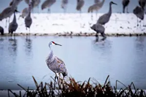 Migratory Bird Prints: The sandhill crane(Antigone canadensis) in the snow