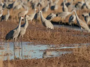 Sandhill Crane Prints: Sandhill cranes in field, Bernardo Wildlife Area, New Mexico