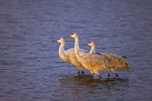 Migrating Prints: Sandhill cranes at first light. Bosque del Apache National Wildlife Refuge, New Mexico