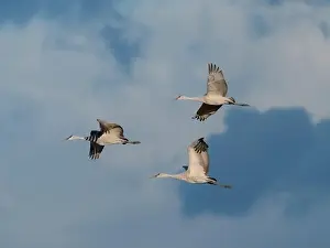 Bernardo Wildlife Area Prints: Sandhill cranes in flight, Bernardo Wildlife Area, New Mexico