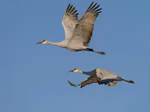 National Wildlife Refuge Prints: Sandhill Cranes in flight, Bosque del Apache National Wildlife Refuge, New Mexico