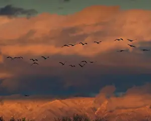 Sandhill Crane Prints: Sandhill cranes in flight coming in to roost at sunset