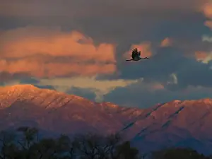 Sandhill Crane Prints: Sandhill cranes in flight coming in to roost at sunset