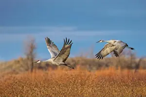 Migrating Prints: Sandhill cranes in flight formation