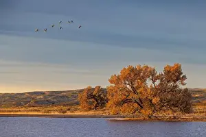 Migrating Prints: Sandhill cranes in flight formation