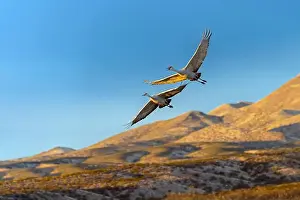 Migrating Prints: Sandhill cranes in flight formation