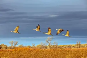 Migrating Prints: Sandhill cranes in flight formation