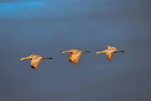 Migrating Prints: Sandhill cranes in flight formation
