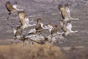 Migrating Prints: Sandhill cranes in flight formation