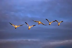 Migrating Prints: Sandhill cranes in flight formation