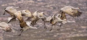 Migrating Prints: Sandhill cranes in flight formation