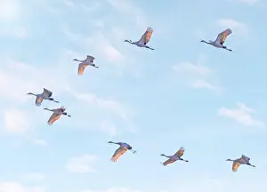 Dundee Prints: Sandhill cranes in flight above the marsh, Dundee, Quebec
