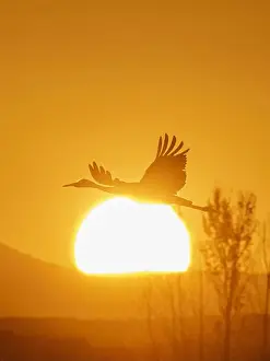 Sandhill Crane Prints: Sandhill cranes flying by the sun at sunrise