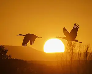 Sandhill Crane Prints: Sandhill cranes flying by the sun at sunrise