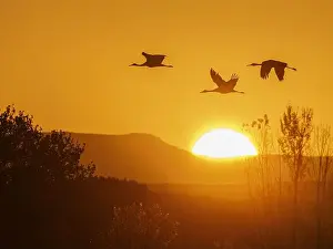 Sandhill Crane Prints: Sandhill cranes flying by the sun at sunrise