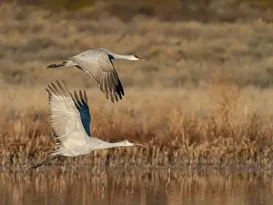Sandhill Crane Prints: Sandhill cranes lift off from evening roosting ponds