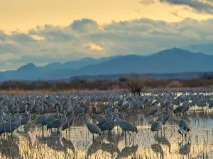 Roost Prints: Sandhill cranes roost at sunrise, Bernardo Wildlife Area, New Mexico, USA
