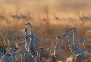 Sandhill Crane Prints: Sandhill cranes roosting pond on a misty sunrise, Bernardo Wildlife Area, New Mexico
