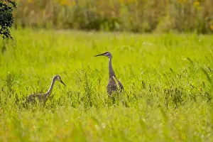 Long Neck Prints: Two sandhill cranes stand in a lush, green meadow
