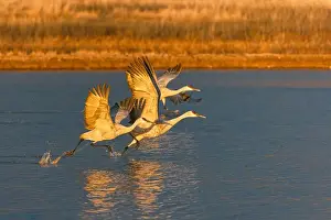 Taking Off Prints: Sandhill cranes taking off at first light