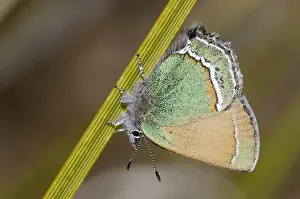 The States Prints: Sandia Hairstreak, Callophrys mcfarlandi, on beargrass, Nolina texana