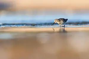 Calidris Prints: Least Sandpiper