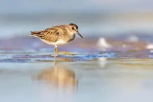 Calidris Prints: Least Sandpiper in autumn migration