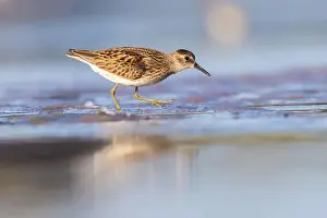 Calidris Prints: Least Sandpiper in autumn migration