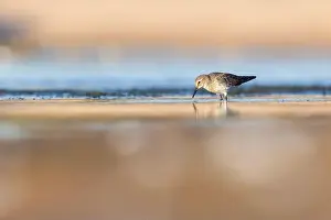 Calidris Prints: Least Sandpiper in autumn migration