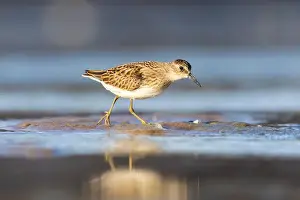 Calidris Prints: Least Sandpiper in autumn migration