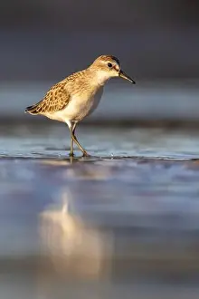 Calidris Prints: Least Sandpiper in autumn migration
