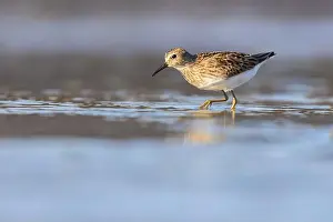 Calidris Prints: Least Sandpiper in autumn migration