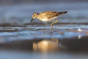 Calidris Prints: Least Sandpiper in autumn migration