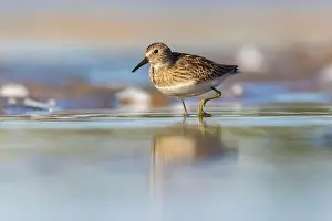 Calidris Prints: Least Sandpiper in autumn migration