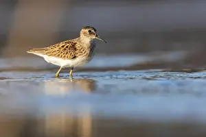 Calidris Prints: Least Sandpiper in autumn migration