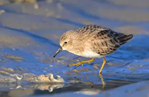 Shorebirds Prints: Least sandpiper (Calidris minutilla) walking at the ocean beach in search fof food