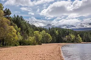 Natural World Prints: sandy beach at Loch Morlich in the Cairngorms