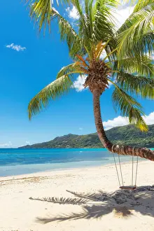 Anse Prints: Sandy beach with palm trees