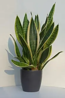 Sansevieria trifasciata, family Asparagaceae in a pot with a white background