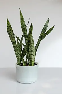 Flowerpot Prints: Sansevieria zeylanica in a white marble pot with minimalist concepton white isolated background
